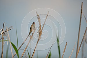 Sedge warbler chirping full throated in the reed