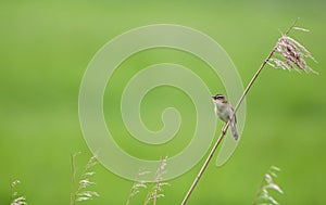 Sedge warbler chirping on reed