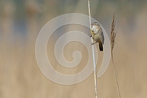 Sedge Warbler in the field,Sweden photo