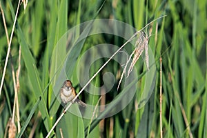 Sedge warbler in his natural environment