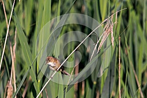 Sedge warbler in his natural environment