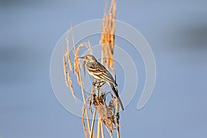 Sedge warbler in his natural environment