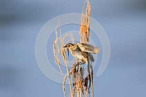 Sedge warbler perching on a reed in front of blue sky