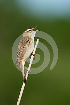 Sedge warbler