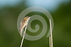 Sedge warbler