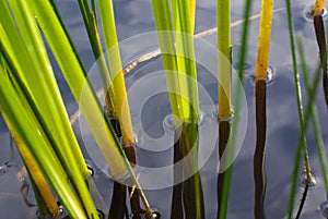 The sedge in water