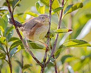 Sedge Wren Cistothorus platensis perched amongst the low branches of a high mountain shrub