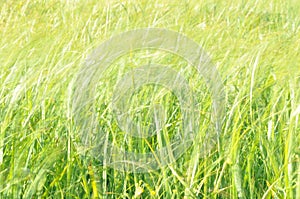 Sedges swaying in the wind. Wet meadow during haymaking.