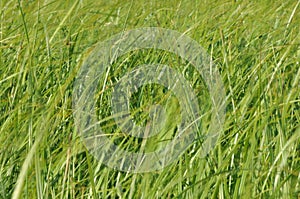 Sedges swaying in the wind. Wet meadow during haymaking.