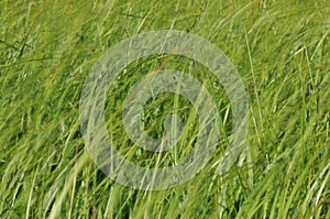 Sedges swaying in the wind. Wet meadow during haymaking.