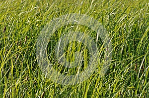 Sedges swaying in the wind. Wet meadow during haymaking.