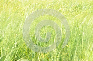 Sedges swaying in the wind. Wet meadow during haymaking. Lush green grass