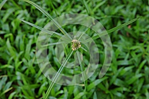 Sedges, weed in agriculture crop