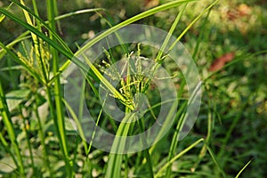 Sedges, weed in agriculture crop