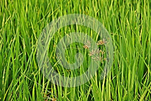 Sedges, weed in rice field