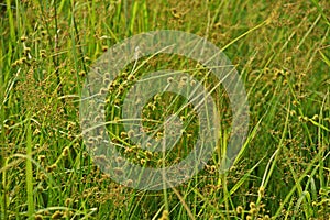 Sedges, weed in rice field