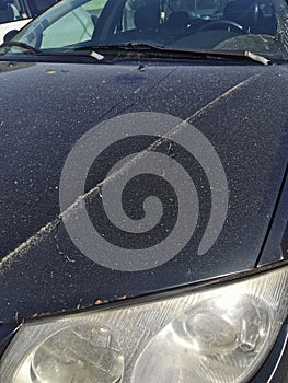 Sediment on the car Saharan sand pollen from coniferous trees