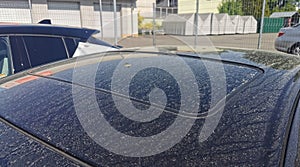 Sediment on the car Saharan sand pollen from coniferous trees