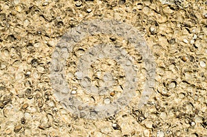 Sediment rock with fossilized seashells