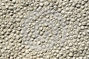 Sediment rock with fossilized seashells on the beach