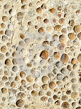 Sediment rock with fossilized seashells on the beach