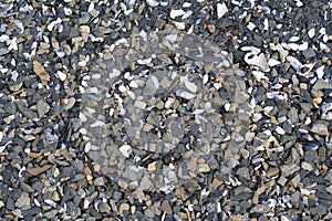 Sediment stone shells beach