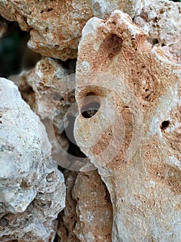 Sedimentary rocks with marine fossils