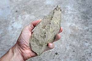 A sedimentary shale rock in the hand