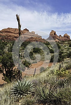 Sedona Arizona Snoopy Rock on Schnebly Hill Road