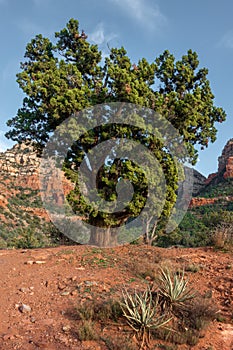 Sedona, beautiful Tree, Oak Creek Canyon, Arizona