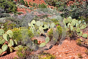 Sedona Cactus Garden photo