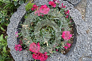 Seduces the senses with bright flowers and intense Fragrance - the garden carnation `Devon Cottage`, Dianthus caryophyllus.