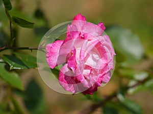 A seductively smelling tea rose with delicate pink petals