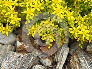 Sedum acre - goldmoss stonecrop, mossy stonecrop photo