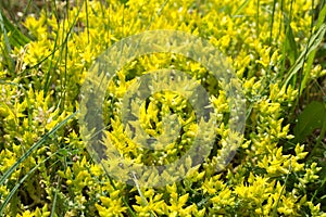 Sedum acre, goldmoss stonecrop yellow flowers closeup selective focus