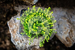 Sedum Acre stonecrop plant standing on rural stone wall