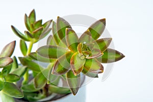 Sedum adolphii Firestorm plant succulent in pot. Green little flower on white background.