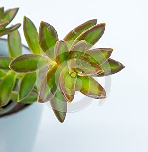 Sedum adolphii Firestorm plant succulent in pot. Green little flower on white background.