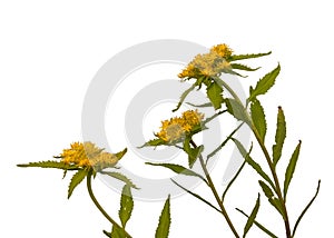 Sedum aizoon on a white background isolated
