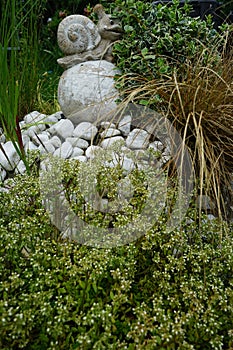 Sedum album, the white stonecrop, is a flowering plant of the genus Sedum in the family Crassulaceae.  Berlin, Germany