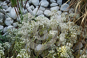 Sedum album, the white stonecrop, is a flowering plant of the genus Sedum in the family Crassulaceae.  Berlin, Germany