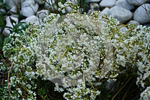 Sedum album, the white stonecrop, is a flowering plant of the genus Sedum in the family Crassulaceae.  Berlin, Germany