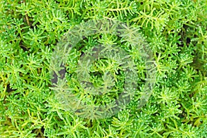 Sedum arce .Natural green background photo