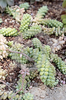 Sedum burrito Moran growing alon the ground