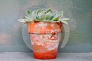 Sedum cactus in old victorian plant pot