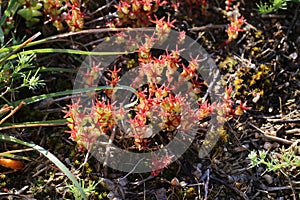 Sedum caespitosum - wild plant