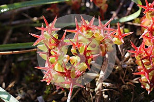 Sedum caespitosum - wild plant