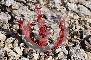 Sedum caespitosum - Wild plant shot in the spring.