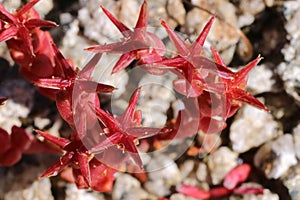 Sedum caespitosum - Wild plant shot in the spring.