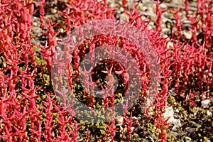 Sedum caespitosum - Wild plant shot in the spring.